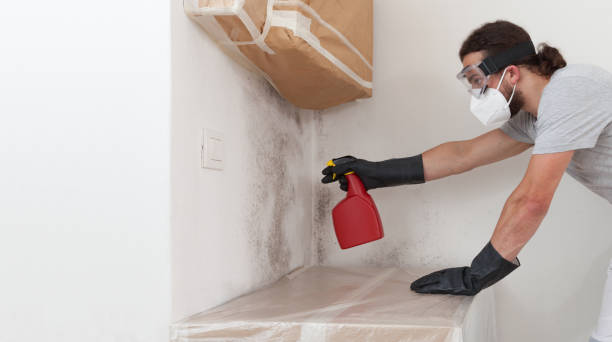Professional Attic Mold Removal technician working in Louisburg, NC