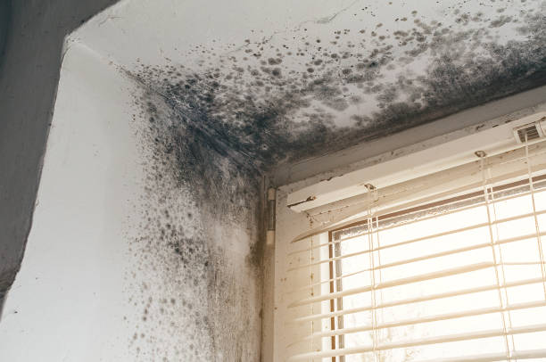 Trusted Bathroom Mold Removal service in Louisburg, NC - Cheap Mold Removal